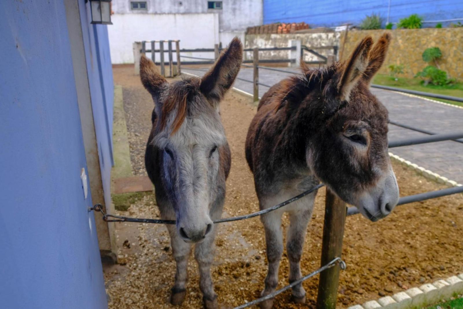 La Esperanza  Casa Antiguaヴィラ エクステリア 写真